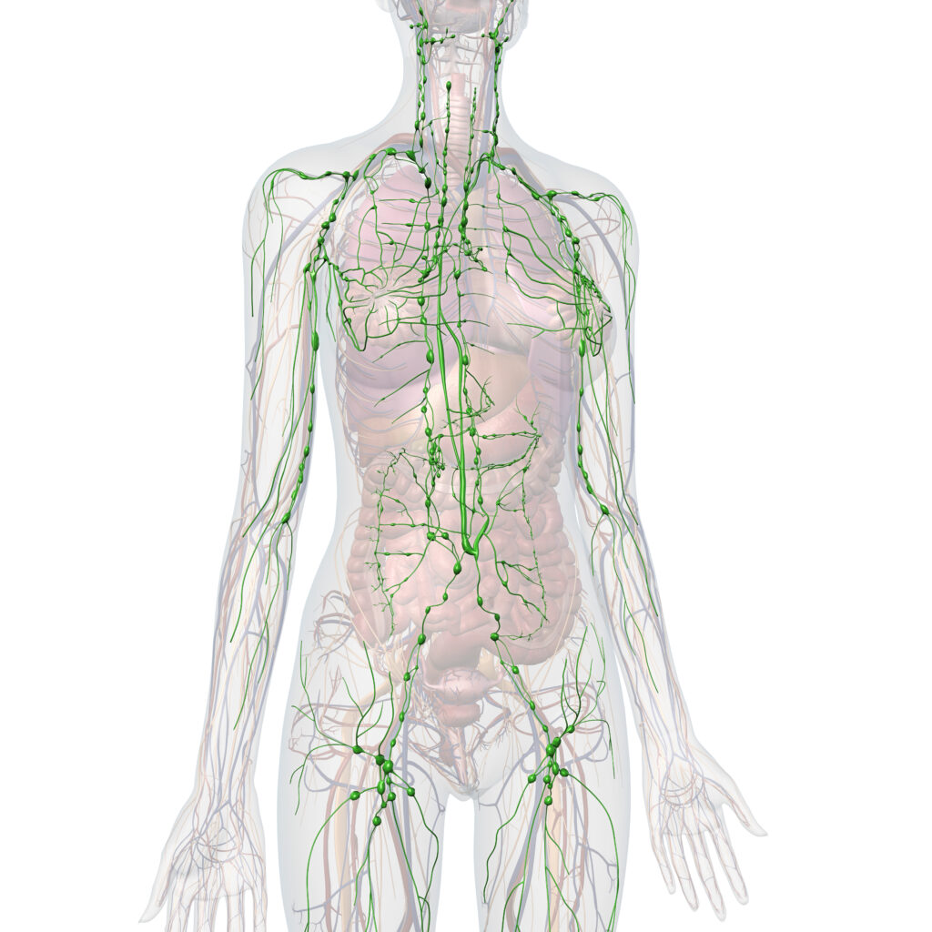 Lymphatic drainage therapies