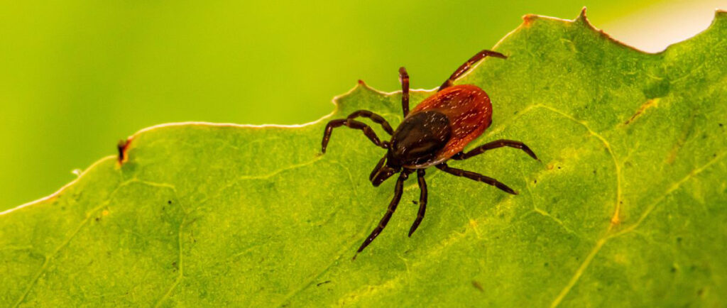 dr. cowden protocol for lyme disease