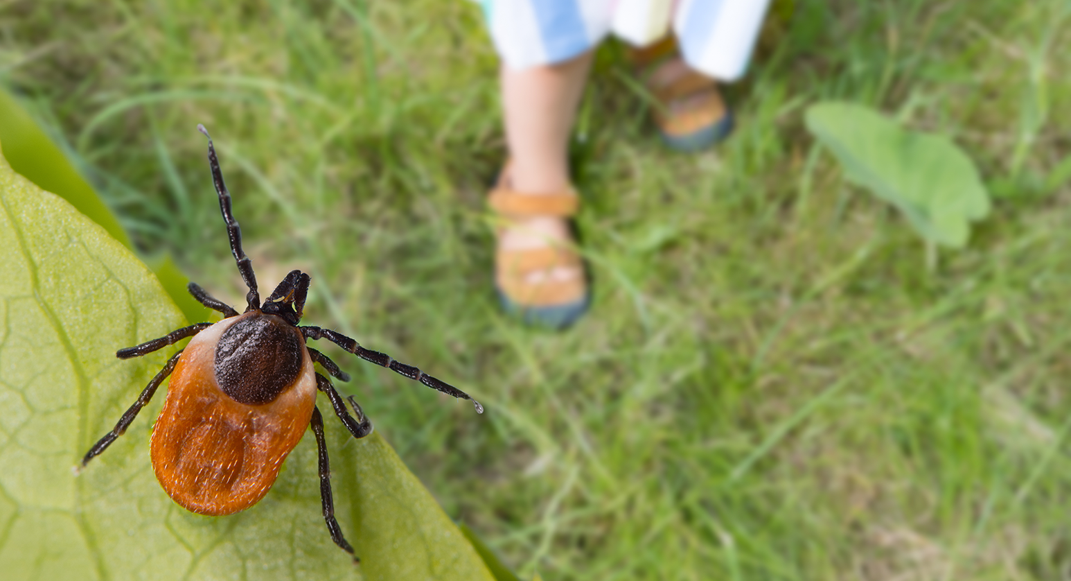 dr. cowden protocol for lyme disease